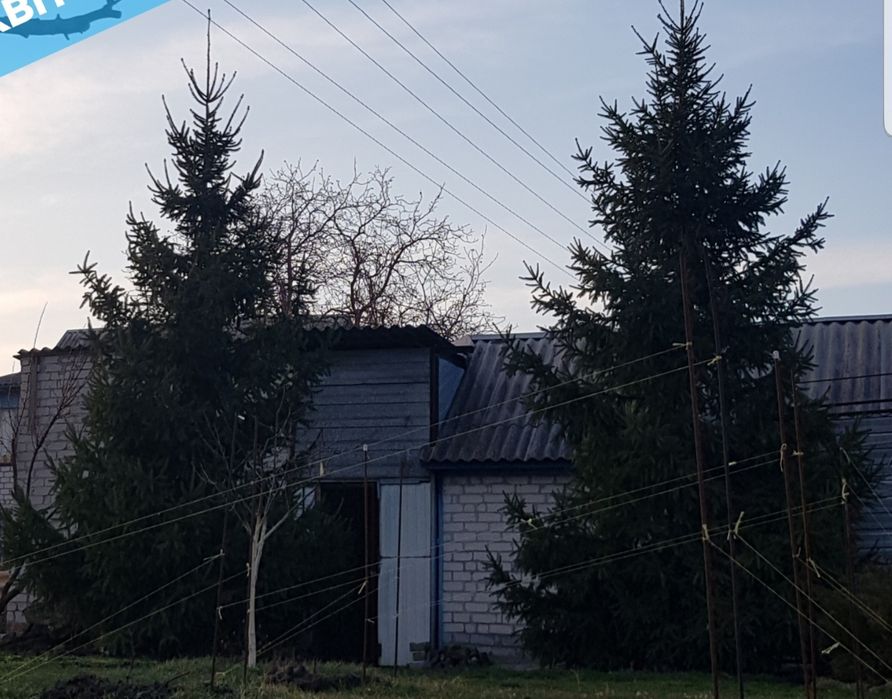 Ялинка жива висока