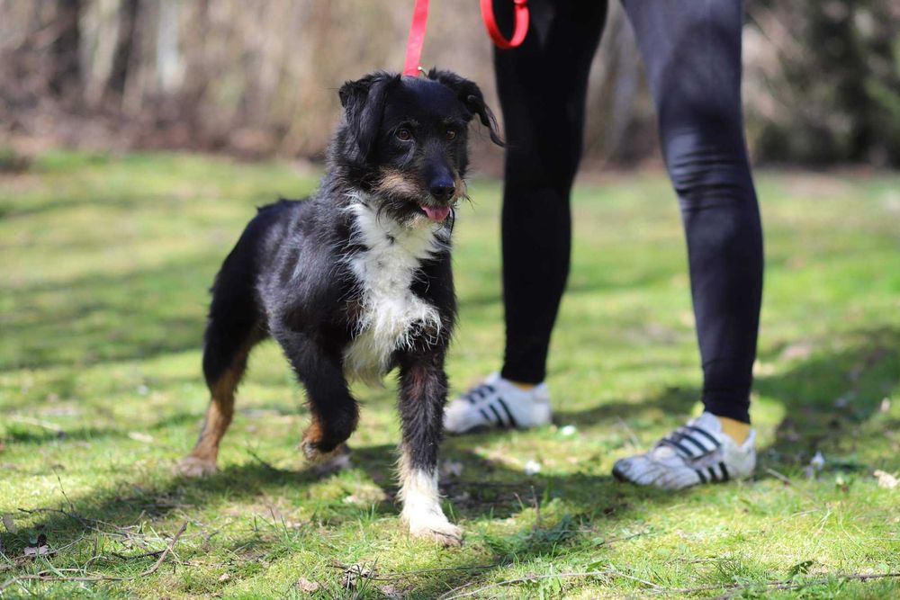 Tricolor CUDNY Rex od 2014 r w schronisku