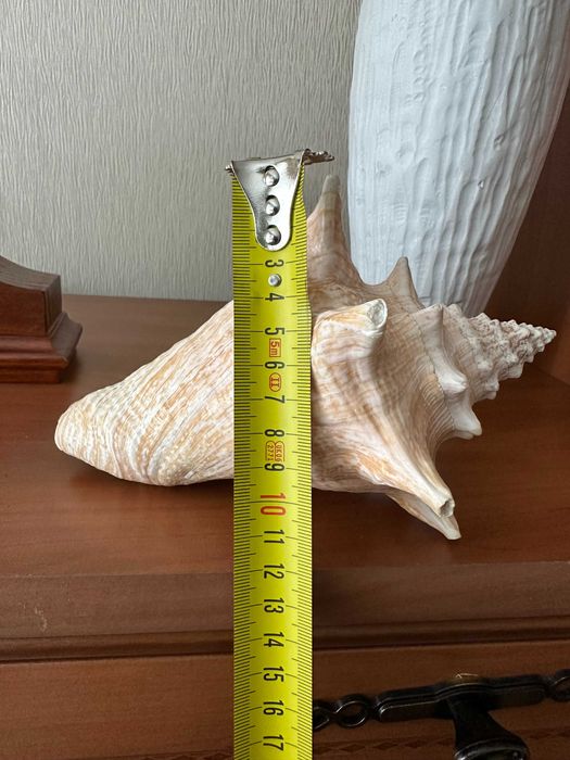 Ракушки (мушлі) для декора