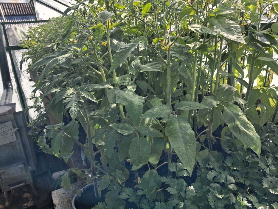 Sadzonki pomidorów malinowych