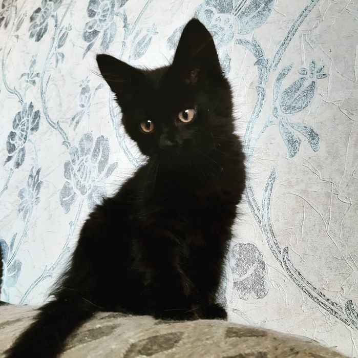 Подарую гарненьких кошенят