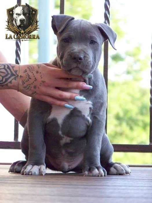 Amstaff Blue - mocny samiec