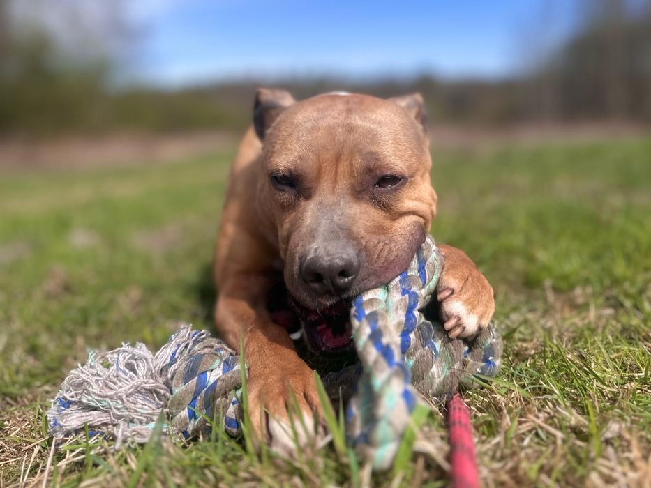 Kochany Pittbul Roki szuka domu na zawsze