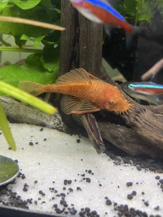 Ancistrus com 1 centimetro