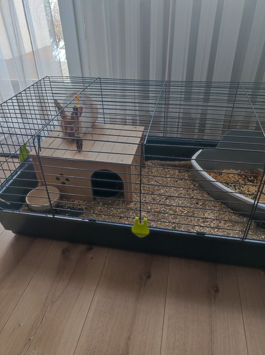 Królik miniaturka + całe wyposażenie dla królika,