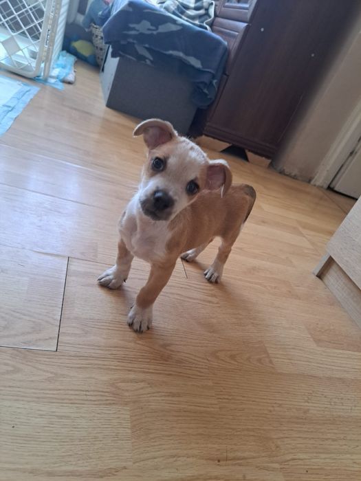 Quatro i Duo szukaja domków