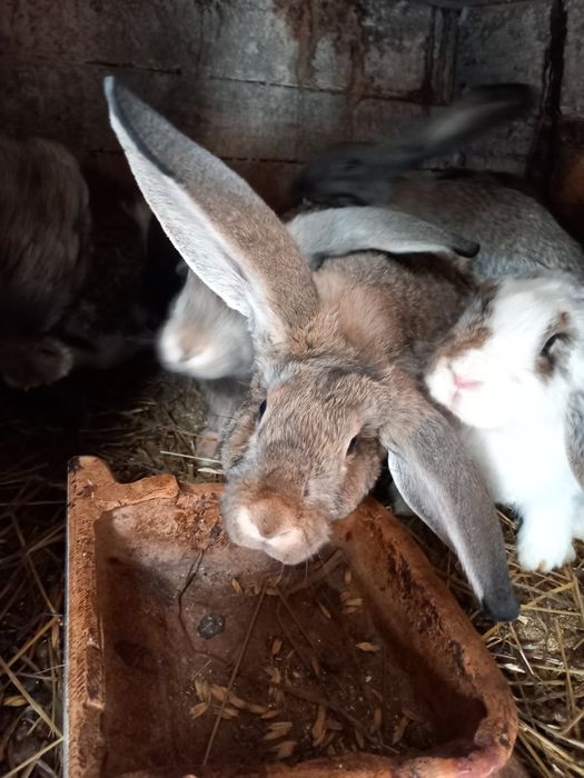 Króliki młode, samice, samce, tuszki