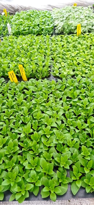 Сурфінія,петунія,калібрахоа,бакопа,вербена,гвоздика,глехома варегата