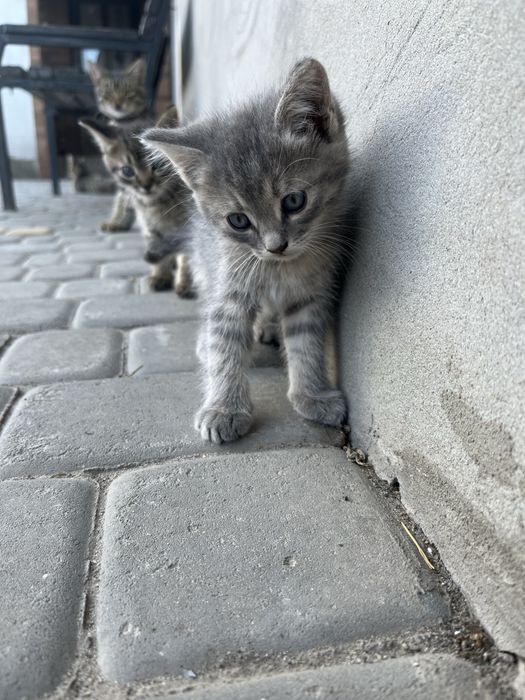 віддам в добрі руки
