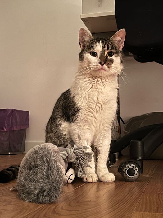 Uratowany od śmierci kotek do adopcji