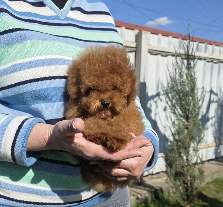 Супер красунчики.