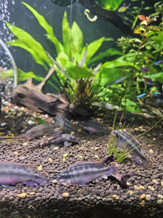 Pielegnica czerwonobrzucha