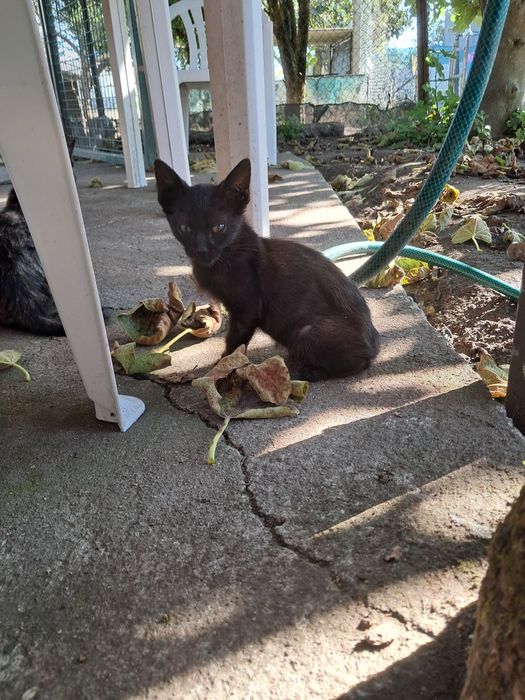 Gatinhos para adoção