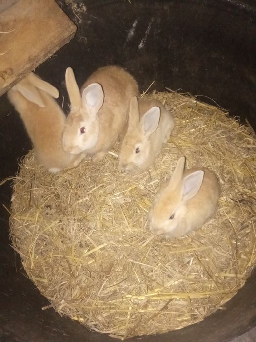 Ótimos coelhos grandes