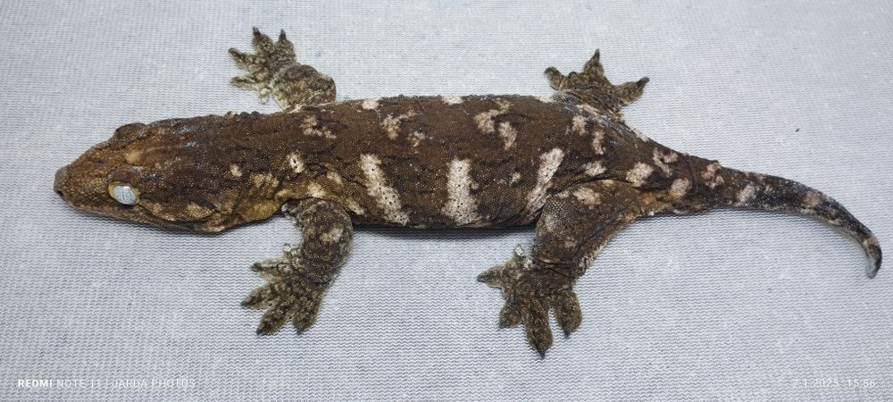 Gekon olbrzym samica