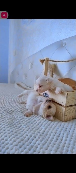 Мальтійська болонка мальтезе