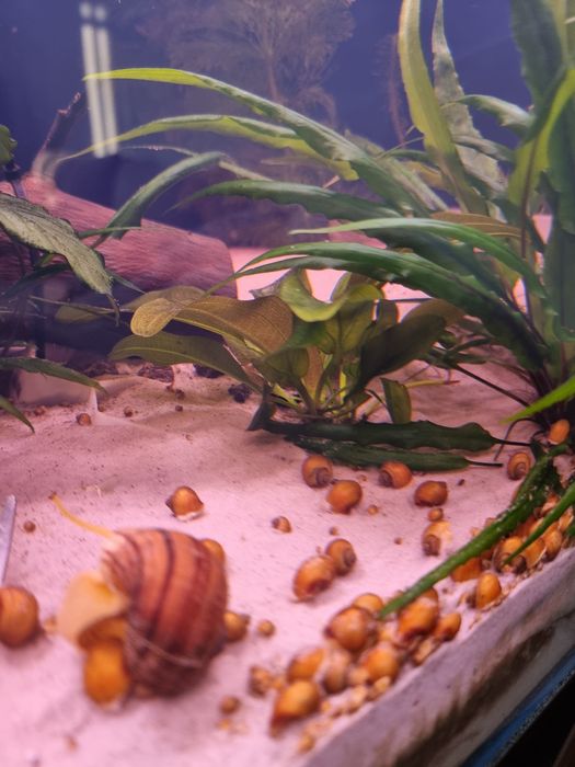 Zabienica małe sadzonki