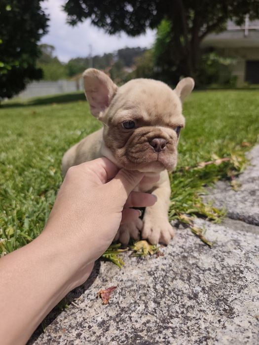 bulldog francês femea
