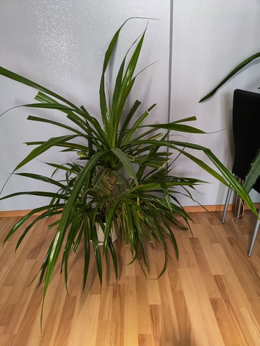 Duży kwiatek pandan