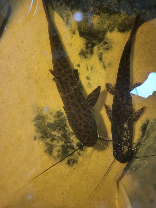 Sum lamparci prawdopodobnie leiarius marmoratus