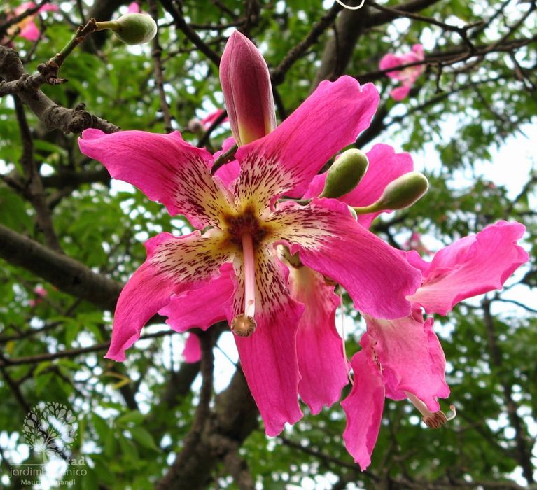Ceiba speciosa (Chorisia speciosa )