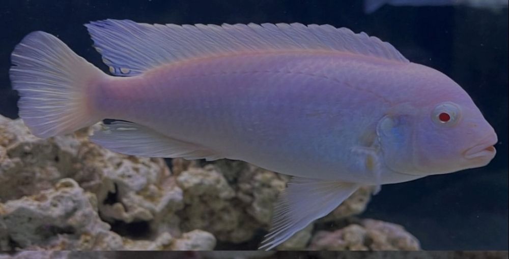 Socolofi albino macho