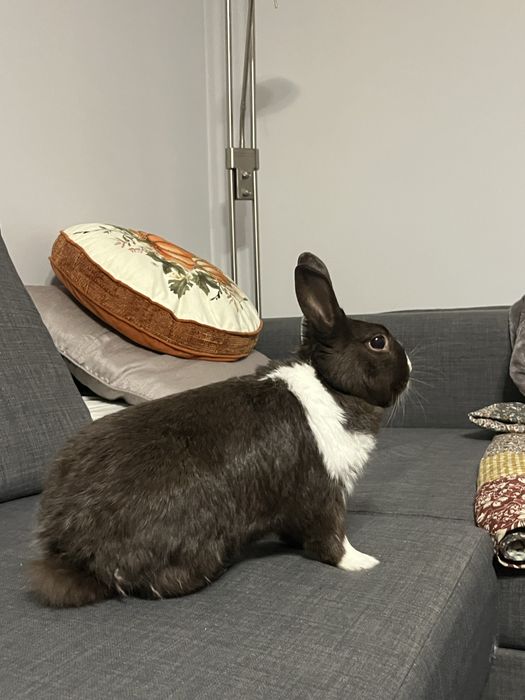Króliczek Łatuś do adopcji