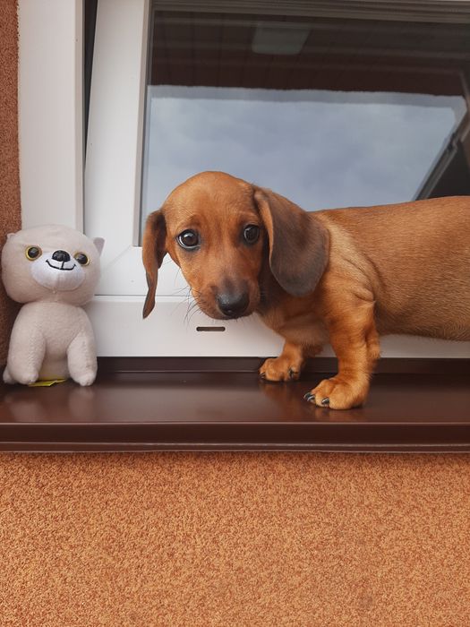 Руденькі гладкошерстні таксята.