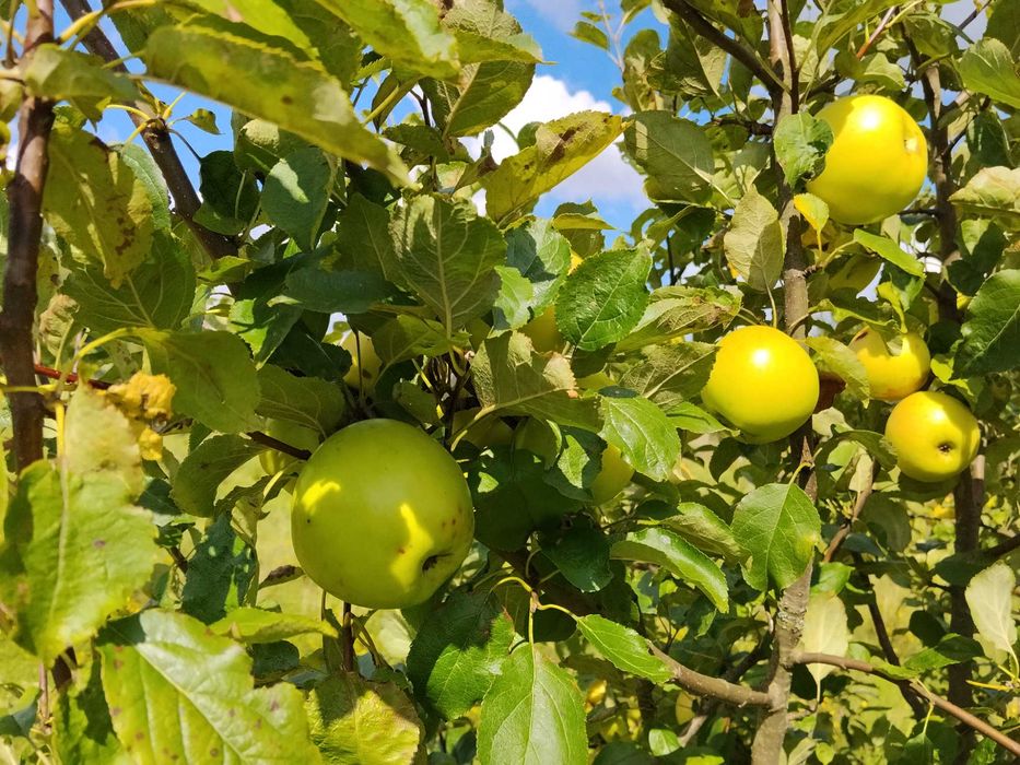 Jabłka kosztele, jarzębina, aronia