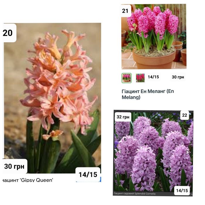 Гіацинти цибулини  Голандія