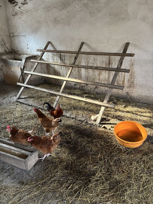 Kogut czubaty młody