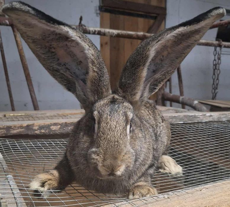 Zwierzęta hodowlane