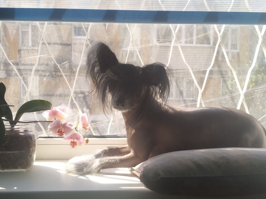 Китайська хохлата