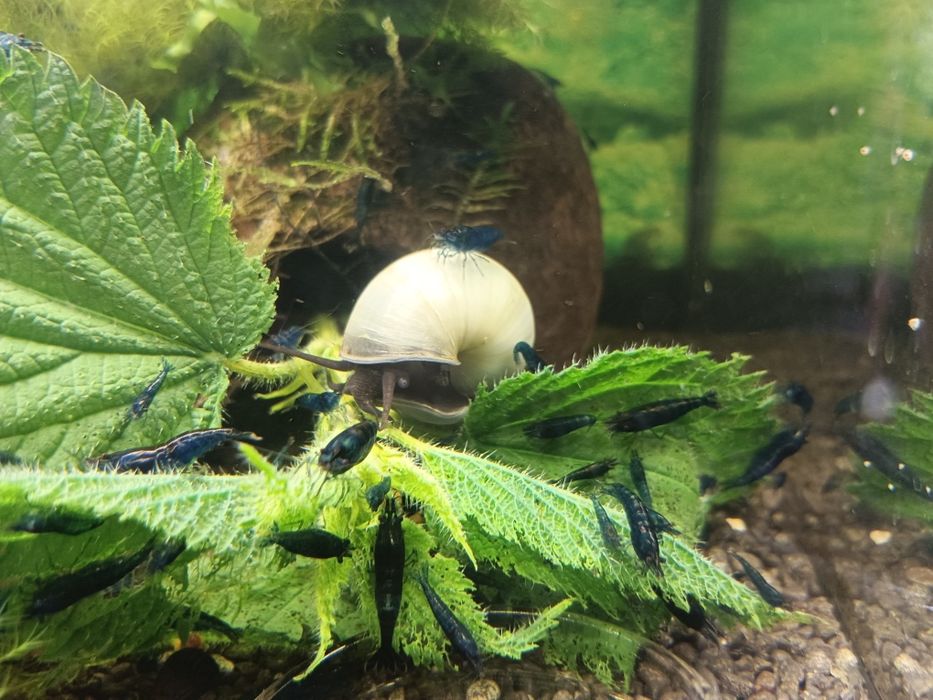 Blue velvet krewetki, roślina gratis