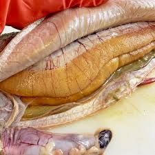 Продаємо раки живі та варені, свіжу, в'ялену/копчену річкову рибу,ікру