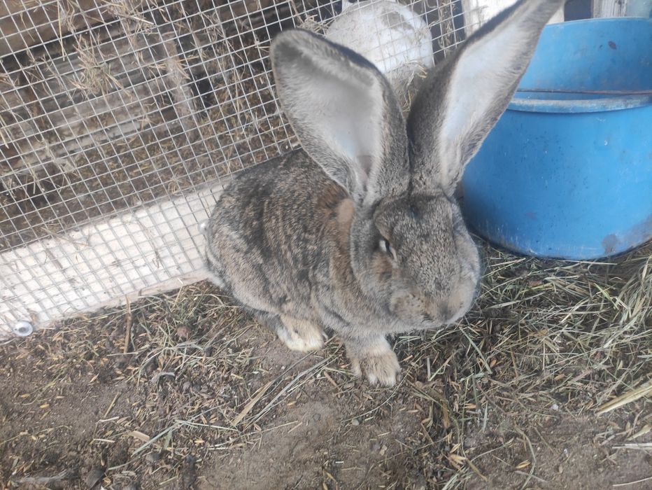 Witam sprzedam króliki belgi olbrzym