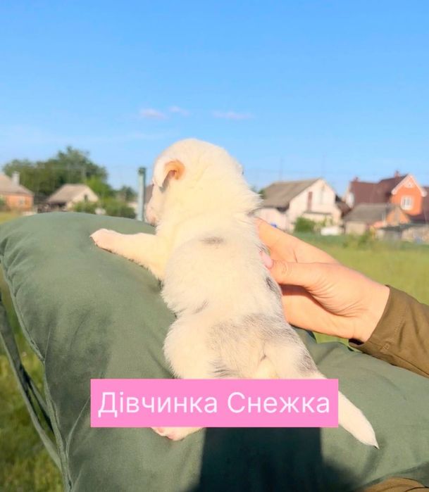 Цуценята шукають дім