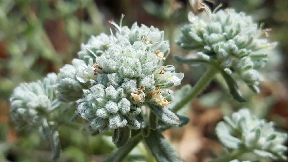 kit sementes insolitas