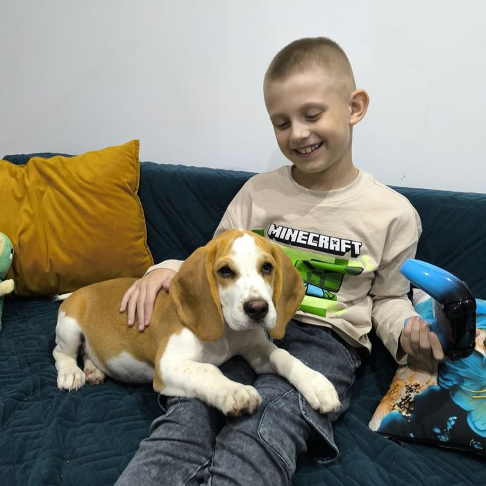 Beagle FADO gotowy do odbioru