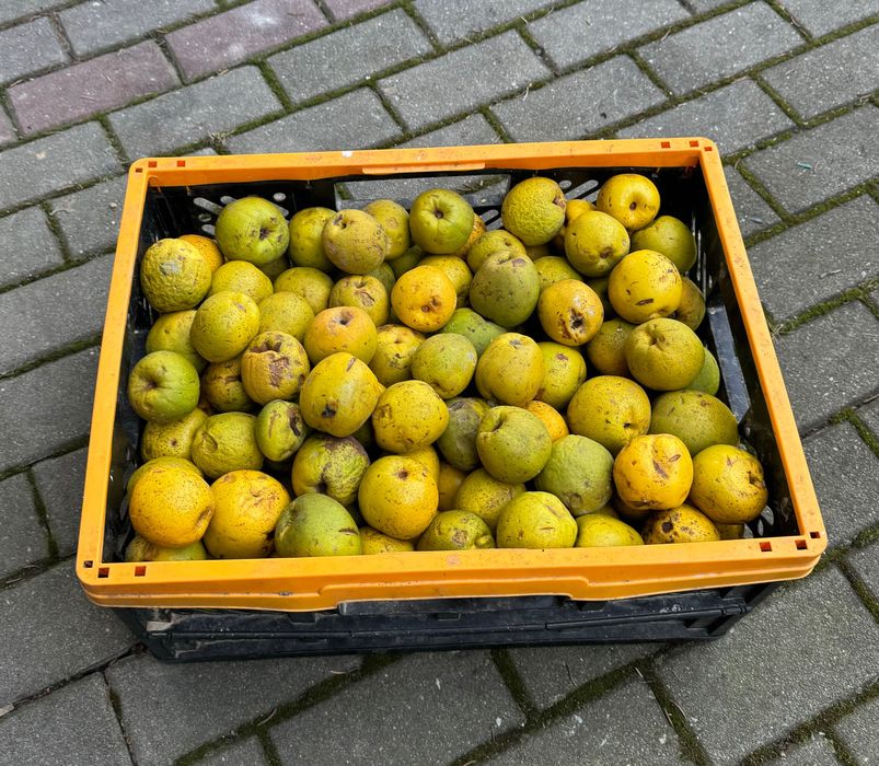 Pigwa, pigwowiec japoński