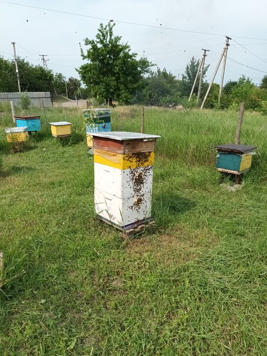 Продаю бджолосім'ї.