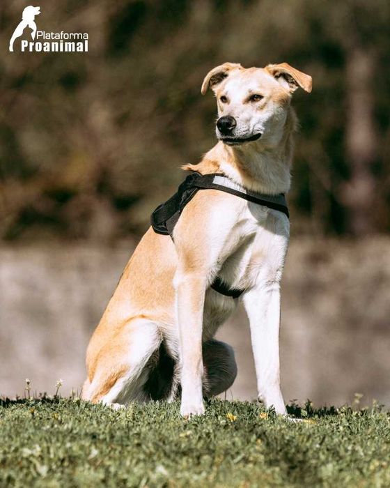 MANCHINHAS - Cãozinho para Adoção!