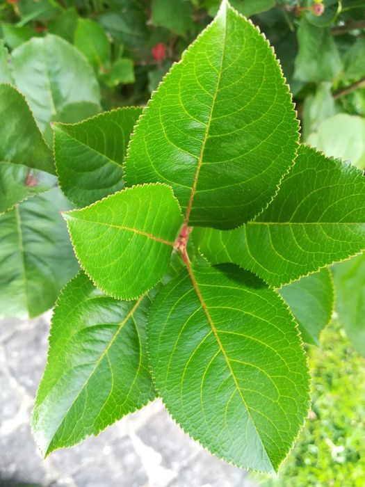 Arónia Negra - Aronia melanocarpa