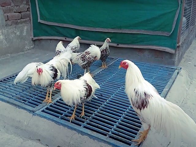 Яйце на інкубацію від породистих курей. Йокогама. Курчата.