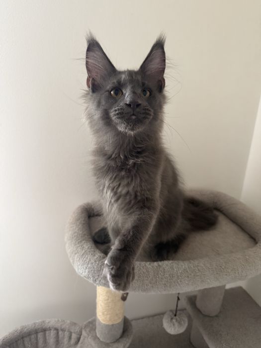 Gatinha Maine Coon
