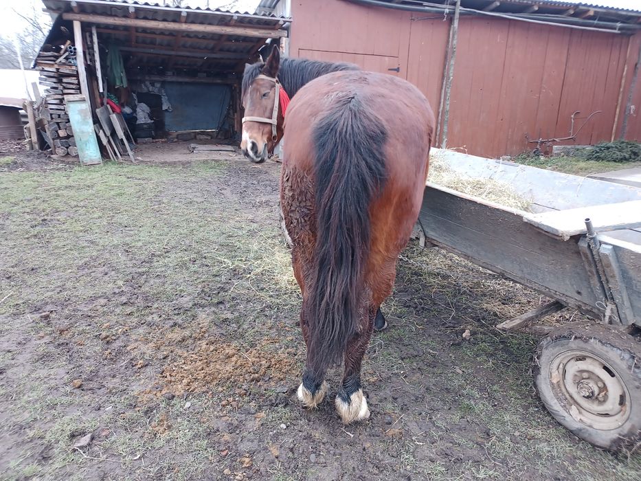 Продам кобилу   .