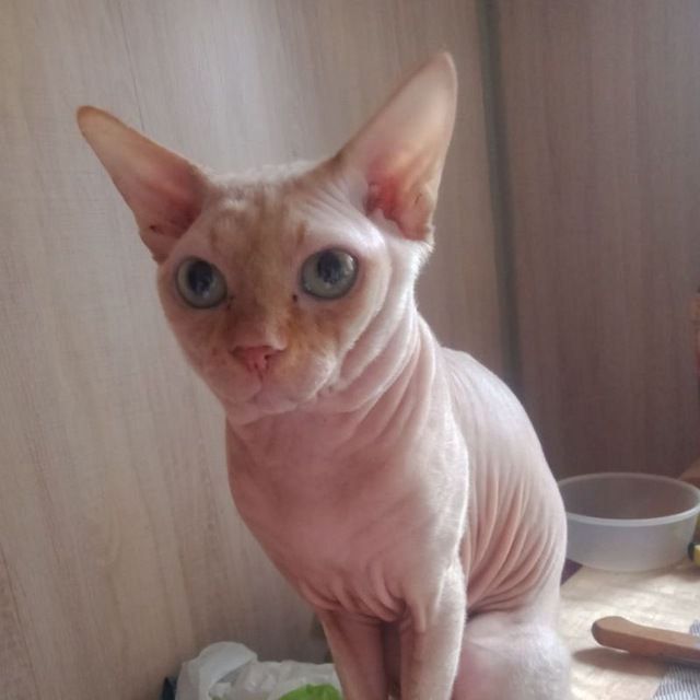 Кот сфинкс вязка