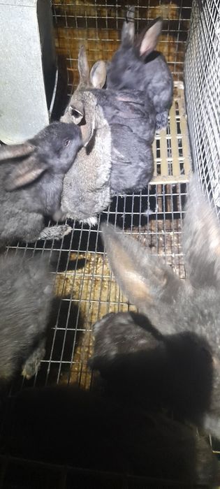 Продаю маленькі кролинята