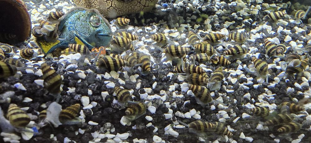 Sprzedam ślimaki Helenki