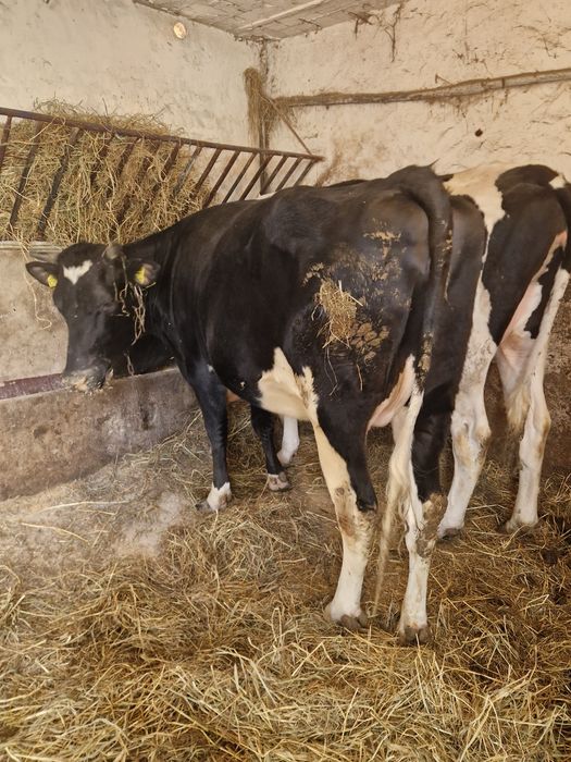 Jałówki wysokocielne !